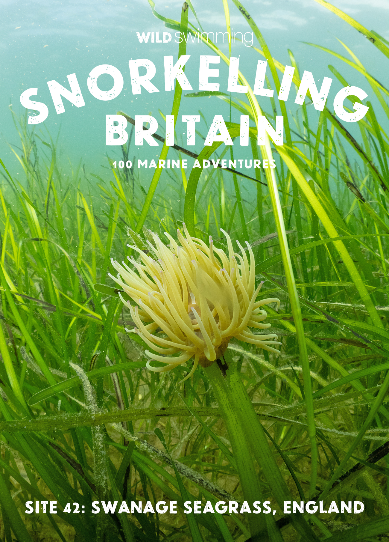 Snorkelling Britain Postcard Site 42 - Swanage Seagrass