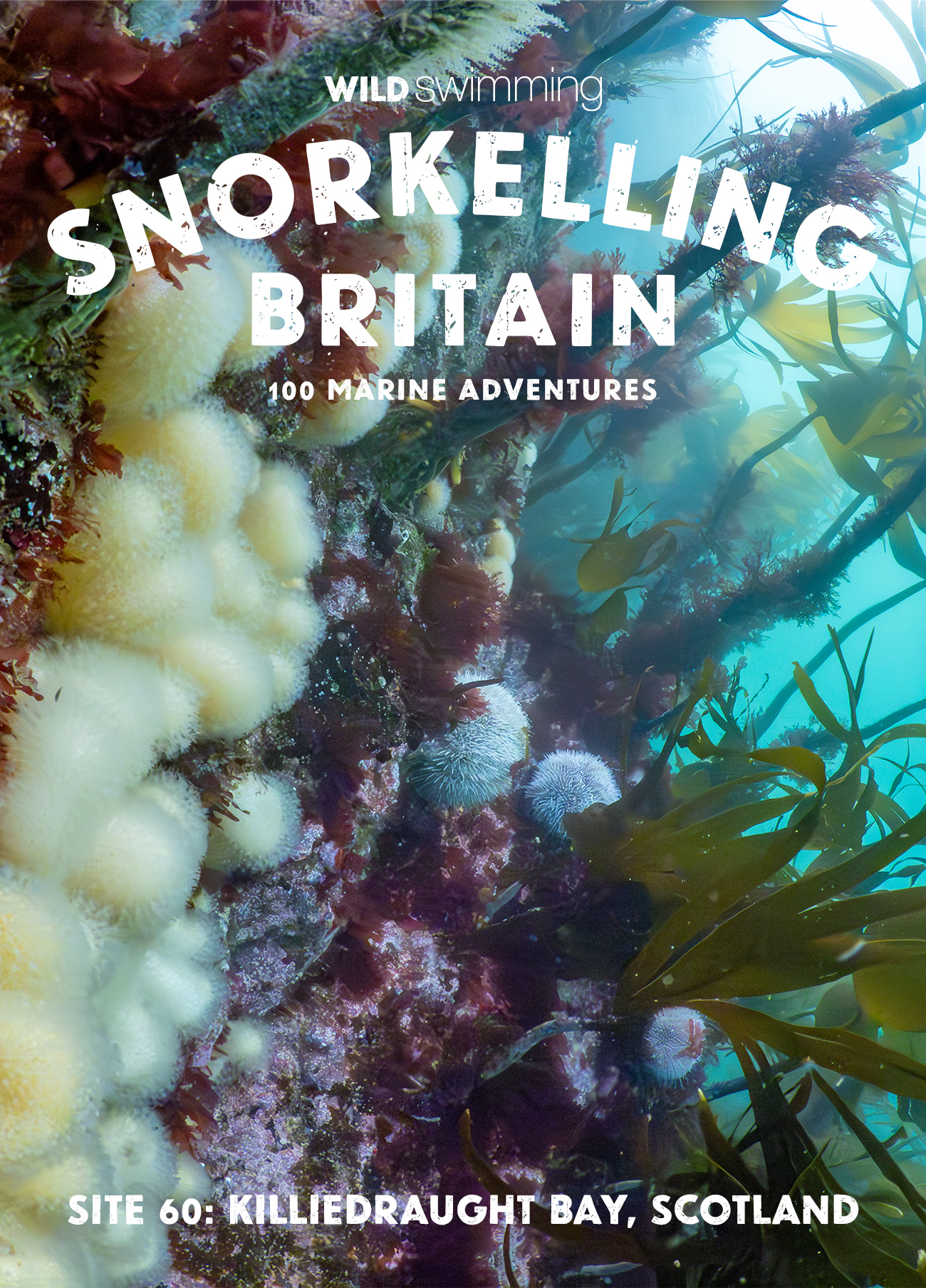 Snorkelling Britain Postcard Site 60 - Killidraught Bay